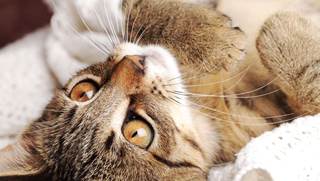 Oscar the Therapy Cat Oscar the Therapy Cat