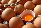 Yolk or No Yolk Yolk or No Yolk