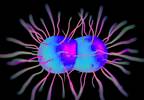 Strains of Gonorrhea Now Showing Resistance to Azithromycin and Ceftriaxone Strains of Gonorrhea Now Showing Resistance to Azithromycin and Ceftriaxone