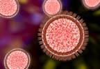 Experimental DNA-Based Zika Vaccine Effective Against Infection Experimental DNA-Based Zika Vaccine Effective Against Infection