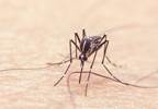 10% of US Zika-Positive Pregnancies Associated with Birth Defects 10% of US Zika-Positive Pregnancies Associated with Birth Defects