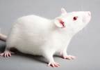 Fructose More Toxic Than Table Sugar in Mice Fructose More Toxic Than Table Sugar in Mice