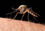 Florida Teen First Human Case of Another Mosquito-Borne Virus Florida Teen First Human Case of Another Mosquito-Borne Virus