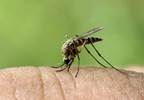 Zika Virus: What You Need to Know Zika Virus: What You Need to Know