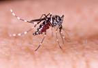 CDC Releases Updated Guidelines for Treatment of Congenital Zika Infection CDC Releases Updated Guidelines for Treatment of Congenital Zika Infection