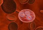 Whole Blood Pathogen-Reduction System Shown to Decrease Transfusion-Transmitted Malaria Whole Blood Pathogen-Reduction System Shown to Decrease Transfusion-Transmitted Malaria
