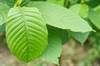 FDA Issues Warning to Companies Selling Kratom-Containing Products FDA Issues Warning to Companies Selling Kratom-Containing Products