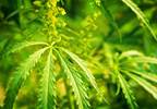 Effects of Marijuana on Cardiovascular Risk Factors Still Uncertain Effects of Marijuana on Cardiovascular Risk Factors Still Uncertain