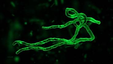 Vaccinations Begin in Congo Ebola Outbreak Vaccinations Begin in Congo Ebola Outbreak