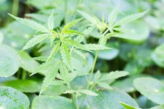 Cannabis is associated with a 26% increased risk of stroke and 10% increased risk of heart failure. Cannabis is associated with a 26% increased risk of stroke and 10% increased risk of heart failure.