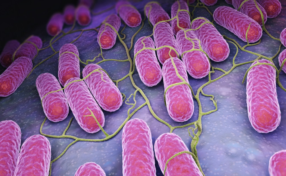 salmonella-infection-rates-decreased-in-2016-says-cdc