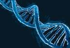 Gender Disparity Observed in Cancer Genetic Testing in the US Gender Disparity Observed in Cancer Genetic Testing in the US