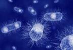 CDC Investigates the Source of Deadly <i>E coli</i> Outbreak CDC Investigates the Source of Deadly <i>E coli</i> Outbreak