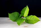 FDA: Kratom Analysis Identifies Structural Similarities to Opioid Analgesics FDA: Kratom Analysis Identifies Structural Similarities to Opioid Analgesics
