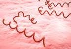 USPSTF Recommends Syphilis Screening in Pregnant Women USPSTF Recommends Syphilis Screening in Pregnant Women