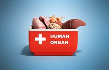 Information Deficits, Moral Stances Contribute to Lack Interest in Organ Donation Information Deficits, Moral Stances Contribute to Lack Interest in Organ Donation