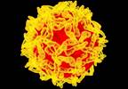 Low Availability of Alternative Yellow Fever Vaccine, Per CDC Low Availability of Alternative Yellow Fever Vaccine, Per CDC