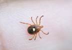 Tick-Caused Meat Allergy on the Rise in the United States Tick-Caused Meat Allergy on the Rise in the United States