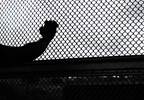 The Inhumane Practice of Constant Light Exposure in Immigrant Detention Facilities The Inhumane Practice of Constant Light Exposure in Immigrant Detention Facilities